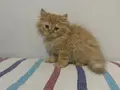 BEYAZ VE SARI CHINCHILLA YAVRULARI