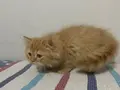 BEYAZ VE SARI CHINCHILLA YAVRULARI
