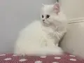 BEYAZ VE SARI CHINCHILLA YAVRULARI