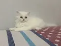 BEYAZ VE SARI CHINCHILLA YAVRULARI