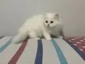 BEYAZ VE SARI CHINCHILLA YAVRULARI