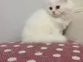 BEYAZ VE SARI CHINCHILLA YAVRULARI