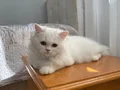 BEYAZ VE SARI CHINCHILLA YAVRULARIMIZ