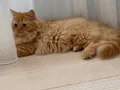 BEYAZ VE SARI CHINCHILLA YAVRULARIMIZ