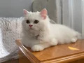BEYAZ VE SARI CHINCHILLA YAVRULARIMIZ