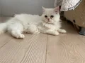 BEYAZ VE SARI CHINCHILLA YAVRULARIMIZ