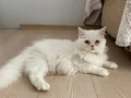 BEYAZ VE SARI CHINCHILLA YAVRULARIMIZ