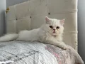 BEYAZ VE SARI CHINCHILLA YAVRULARIMIZ