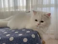 BEYAZ VE SARI CHINCHILLA YAVRULARIMIZ