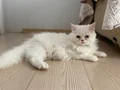 BEYAZ VE SARI CHINCHILLA YAVRULARIMIZ
