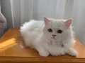BEYAZ VE SARI CHINCHILLA YAVRULARIMIZ