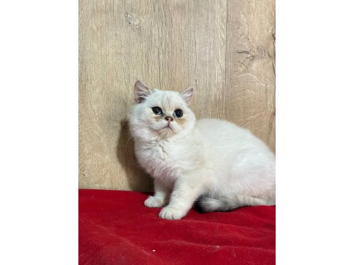 Sakin Huylu British Shorthair Yavrumuz