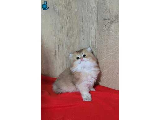 MÜKEMMEL LONGHAİR DİŞİ YAVRULAR 