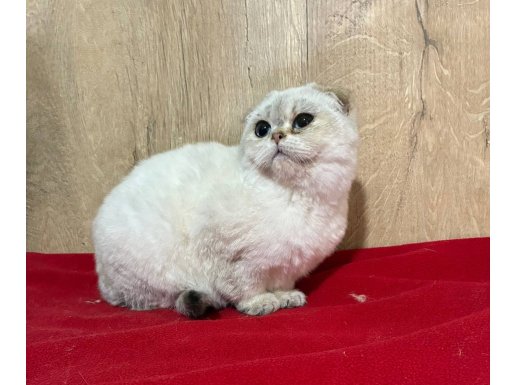 Scottish fold