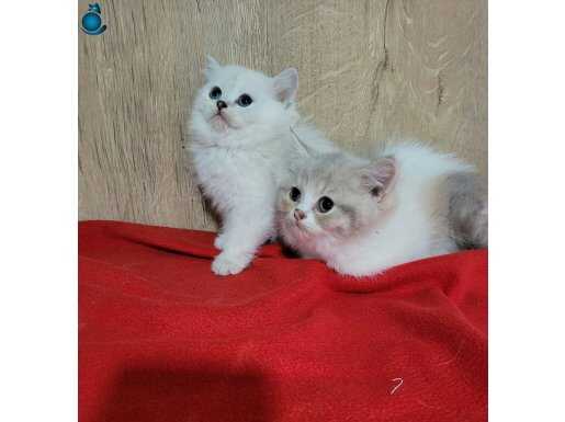 BTW DİŞİ YAVRULAR 