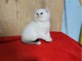 Pamuk prenses