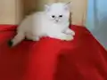 Pamuk prenses