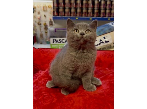 BRİTİSH YAVRUMUZ ÜST DÜZEY AYI SURAT