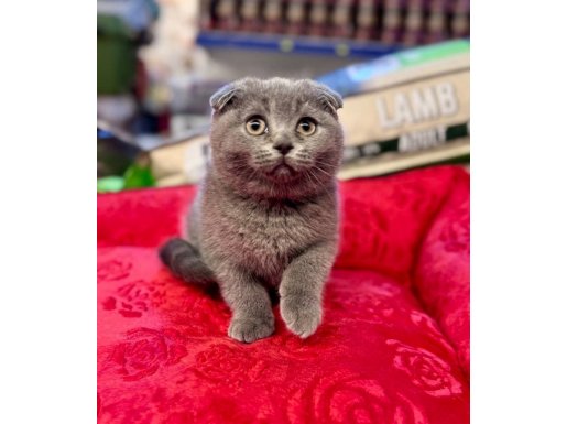 SCOTTISH FOLD YAVRU AYI SURAT ÜST DÜZEY