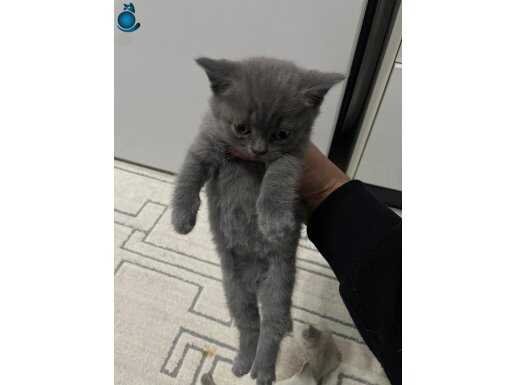 36 YILLIK CANPETTEN BRİTİSH YAVRULARI BLUE VE BLUEPOİNT