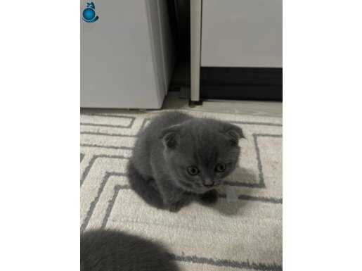 36 YILLIK CANPETTE SCOTTİSH FOLD YAVRULARI