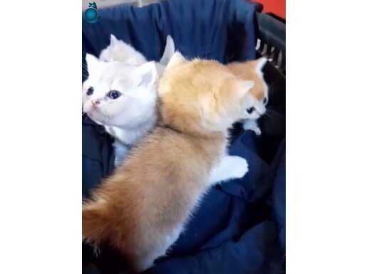 36 YILLIK CANPETTEN GOLDEN NY 12 ve AY 12 BRİTİSH YAVRULARI