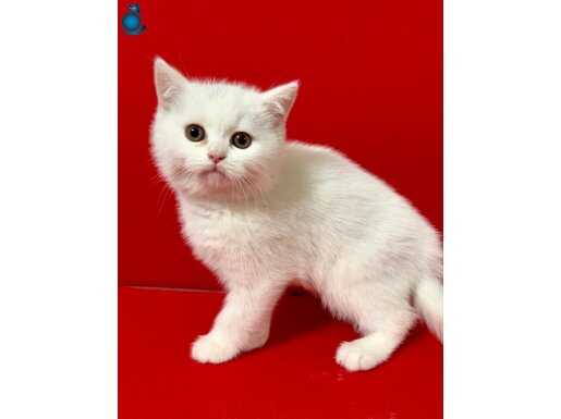 35 YILLIK GÜVENCEYLE BEYAZ BRİTİSH SHORTHAİR YAVRULAR