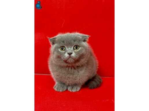 Scottish fold blue yavrumuz 35 yıllık güvenceyle