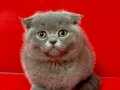 Scottish fold blue yavrumuz 35 yıllık güvenceyle