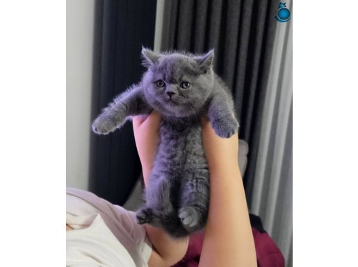 Scottish fold ve british yvrular shw klitede sağlık grantili