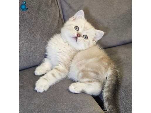 Show kaliteli british shorthair ve scottish fold yvrular