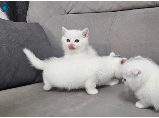 Süt beyaz british shorthair sıcak kanlı kucak delisi yavrulr