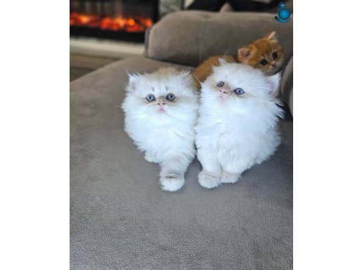 Show kalitede safkan british ve scottish fold yavrularım 