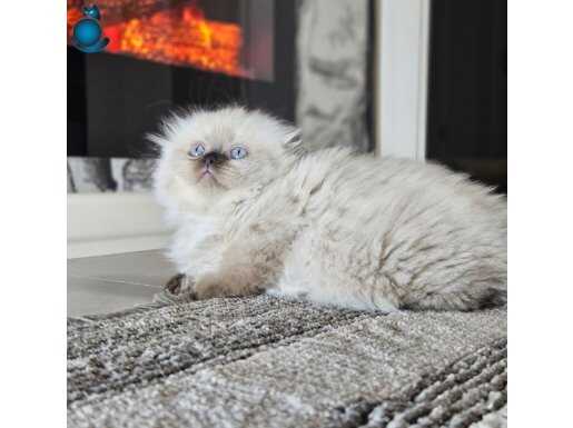Scottish fold longhair ,british üst kalite kalıcı mavi gzlü