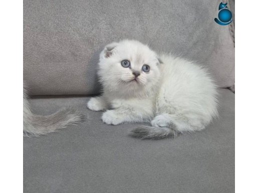 Show kalitede safkan uygun yavrularım 