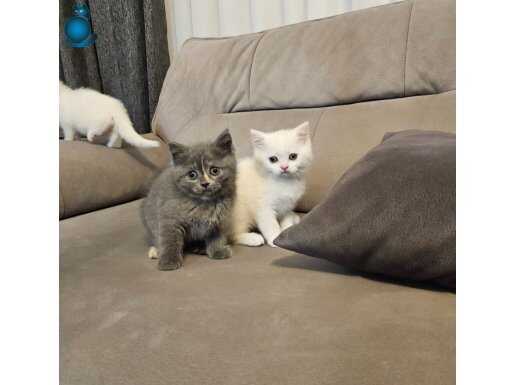 Makul fiyatlı safkan british ve scottish arayanlara özel iln