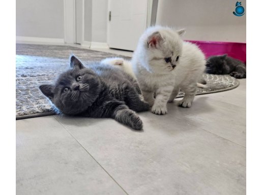 British ve scottish Reng reng safkan sağlık garantili yvrlr