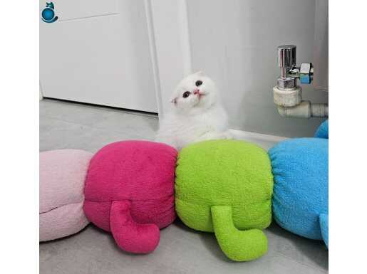 Efsane rangler de safkansüt beyaz scottih fold british yvr 