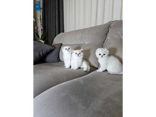 Sağlıklı show kalitede scottish fold british yvrl