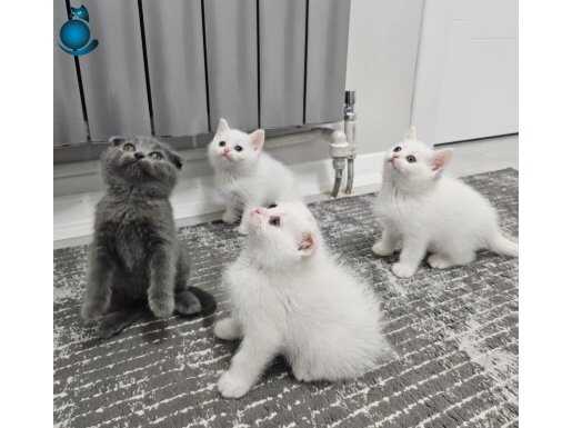 Safkan scottish ve british aşılı sağlık garantili yvrlr