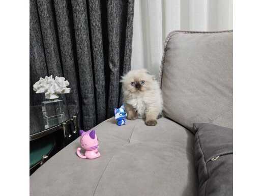 İzmir Bornova 2 Aylık Scottish Fold 