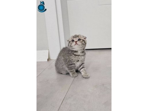 Üst kalite golden point sarı beyaz kalıcı mavi gözlü british