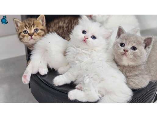 Beyaz ve reng reng british bebekler