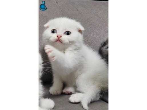 Lekesiz süt beyaz, show kalitede scottiah yvrlr 