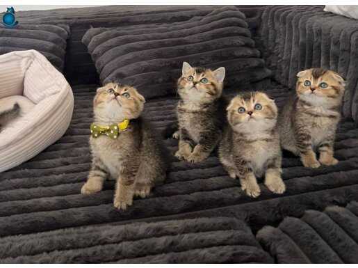 Show kalitede ailede reng renf safkan yavrularım