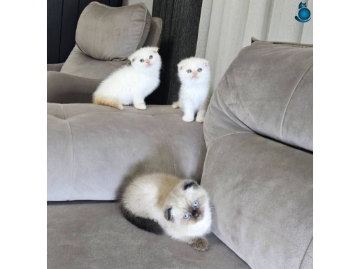 Show kalitede safkan scottish fold kalıcı mavi gözlü yvrular
