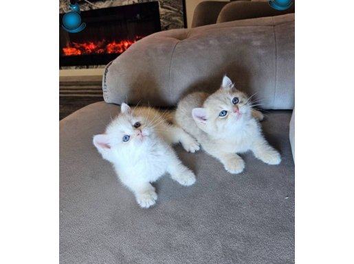 Ayıcık surak reng reng sevgi yumağı british shorthair yvrlr