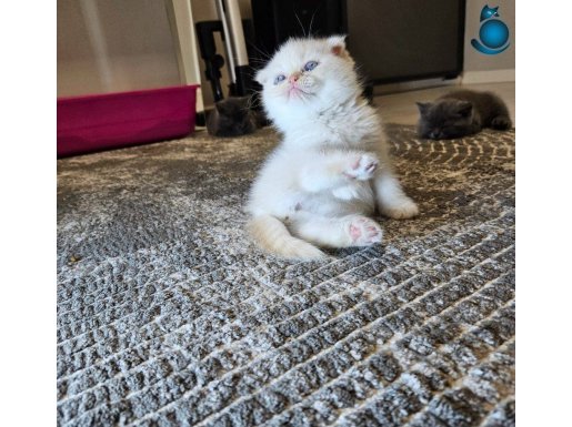 Scottish british show kalite de reng reng sağlıklı yavrular