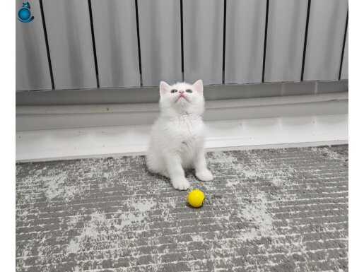 Aile sıcaklığın da safkan british ve scottish fold aşılı yvr