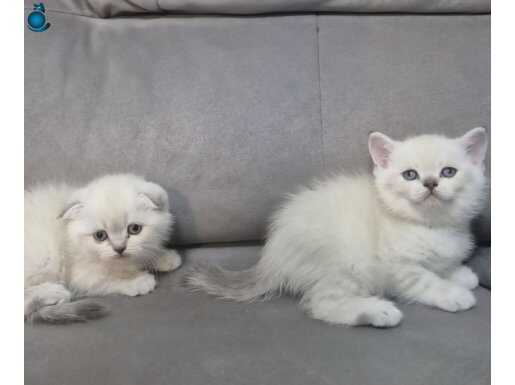 Sağlık garantili safkan british scottish yavrularım 